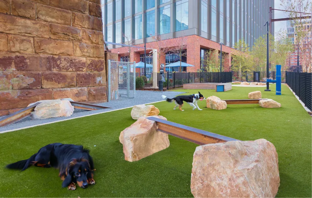 Two dogs playing in a green space with balance beams between large rocks.
